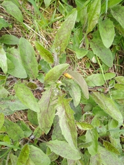 Hieracium pollichiae