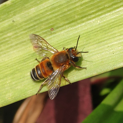 Megachile lanata