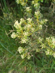Olearia cymbifolia