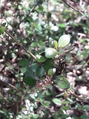 Helophilus antipodus