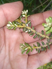 Olearia cymbifolia