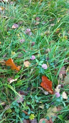 Trifolium pratense