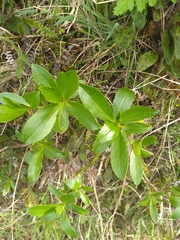 Traversia baccharoides