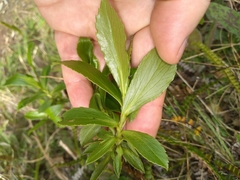 Traversia baccharoides