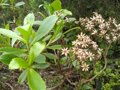 Traversia baccharoides