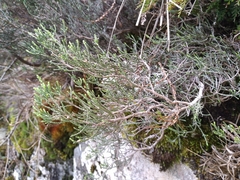 Helichrysum parvifolium