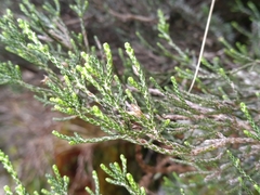 Helichrysum parvifolium