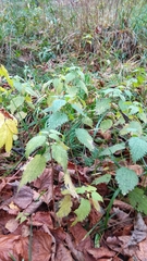 Urtica dioica