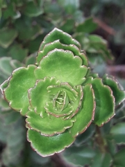 Veronica macrantha brachyphylla