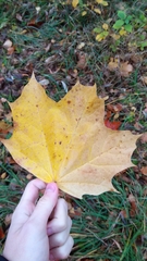 Acer platanoides