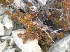 Acaena glabra