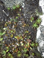 Notogrammitis crassior