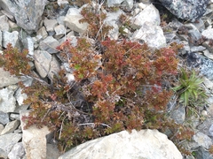 Acaena glabra
