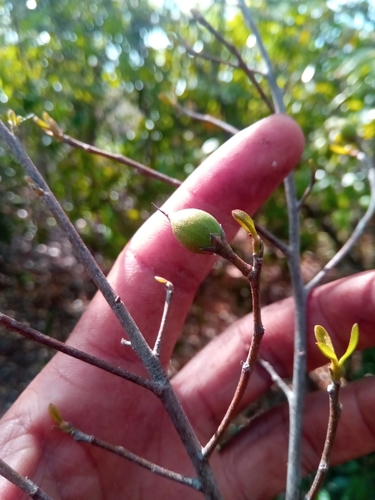 Capurodendron pervillei image