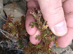 Acaena glabra