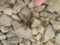 Anisotome deltoidea