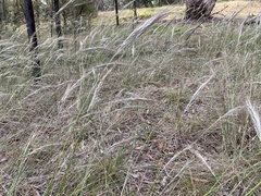 Austrostipa semibarbata