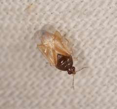 Orius vicinus