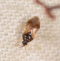 Orius vicinus