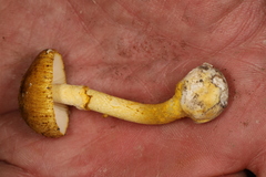 Amanita levistriata