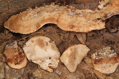 Sarcoporia longitubulata