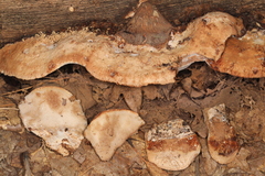 Sarcoporia longitubulata