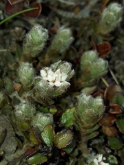 Pimelea sericeovillosa sericeovillosa
