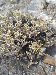 Helichrysum parvifolium