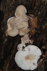 Lentinellus brunnescens