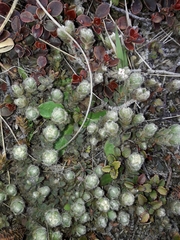 Pimelea sericeovillosa sericeovillosa