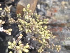 Helichrysum parvifolium