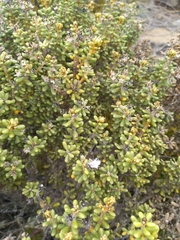 Olearia cymbifolia