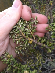 Olearia cymbifolia