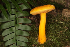 Aureoboletus auriflammeus