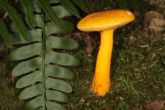 Aureoboletus auriflammeus