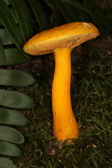 Aureoboletus auriflammeus