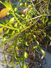 Phylloxylon perrieri