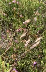 Pentameris curvifolia