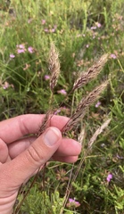 Pentameris curvifolia