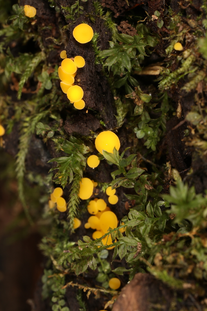 Calycina from mccormick s creek state park spencer indiana usa on