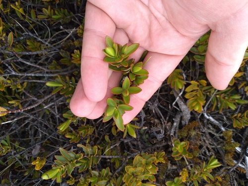 Veronica decumbens, photograph 2