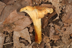 Cantharellus lewisii