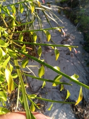 Phylloxylon perrieri