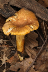Cantharellus lewisii