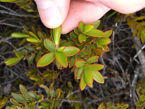 Veronica decumbens, photograph 3