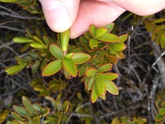 Veronica decumbens
