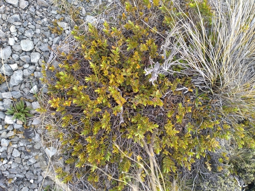 Veronica decumbens, photograph 4