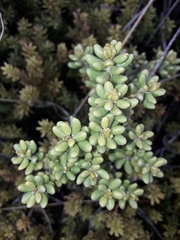 Olearia cymbifolia