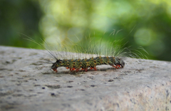 Chrysaeglia magnifica
