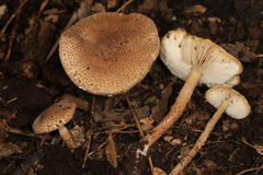 Lepiota jacobi